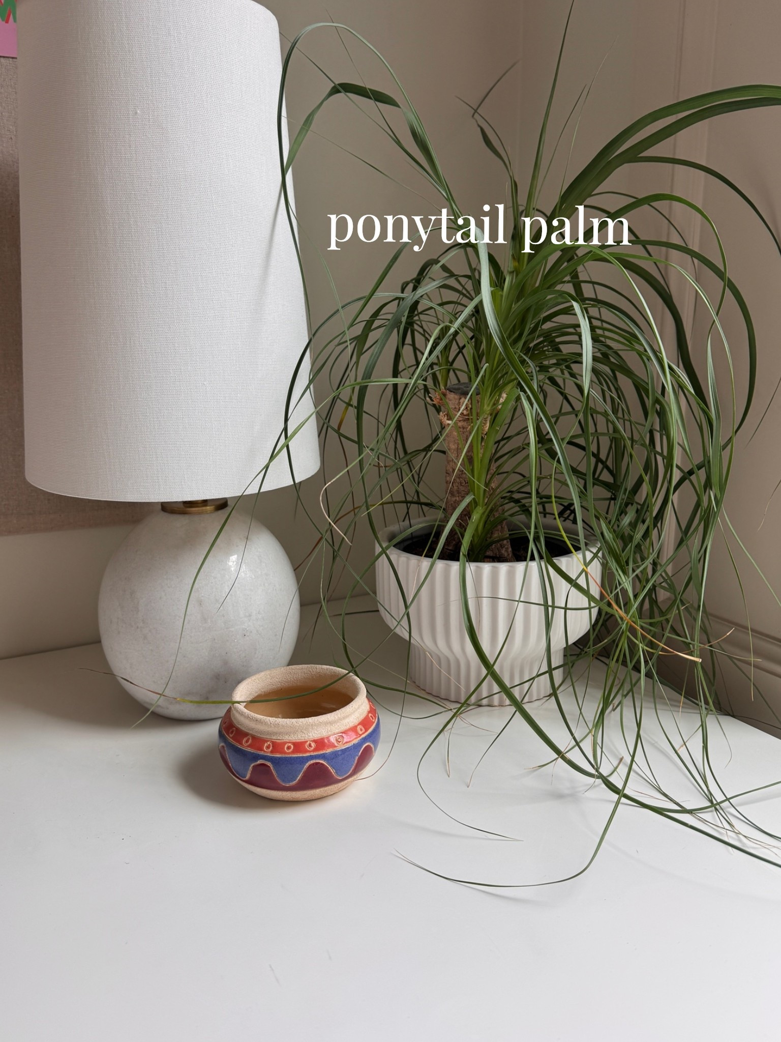 Ponytail Palm

#LTKHome