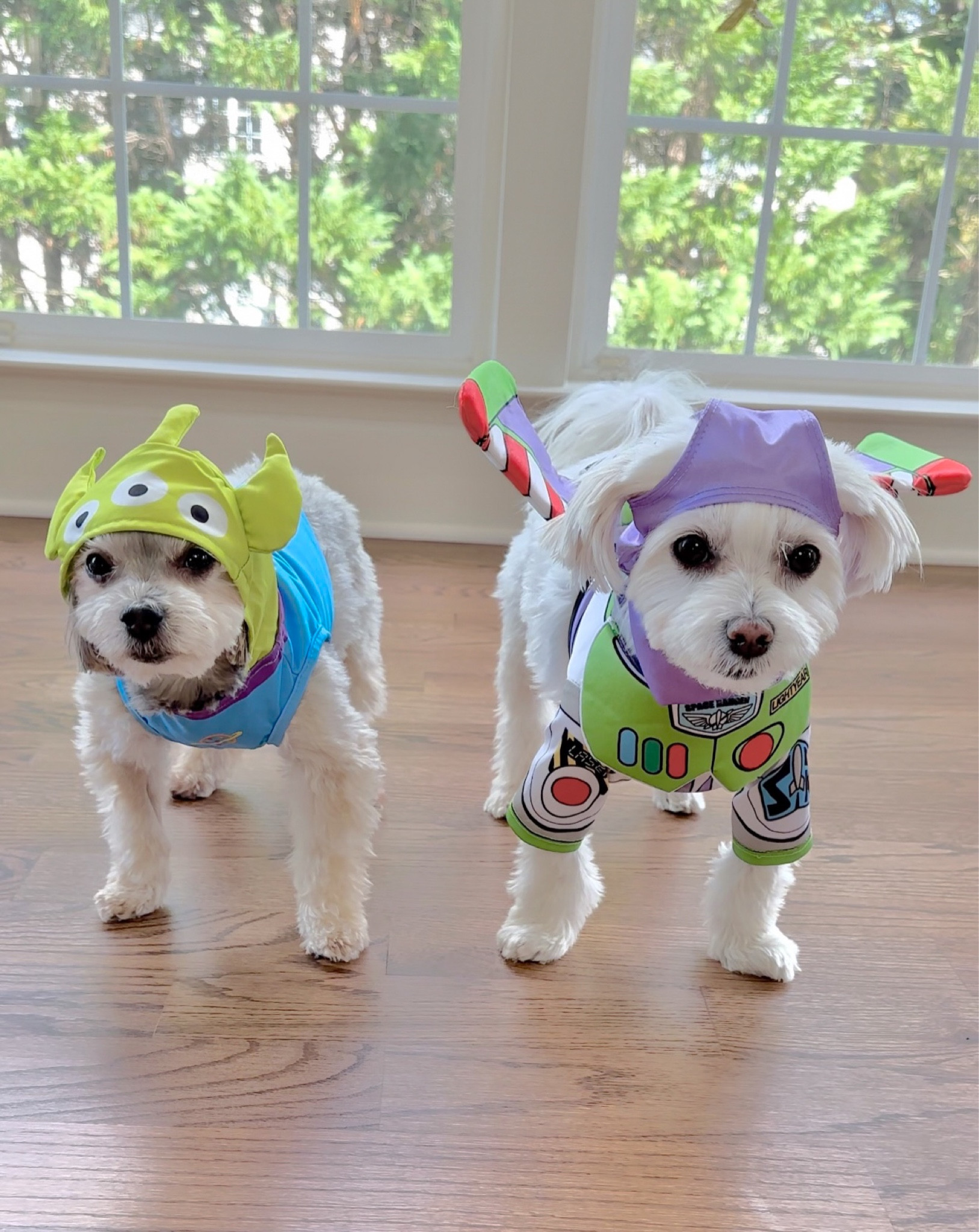 ʙᴀʀᴋ ʟɪɢʜᴛʏᴇᴀʀ + ʜɪꜱ ᴀʟɪᴇɴ ꜱɪᴅᴇᴋɪᴄᴋ ᴋᴇᴇᴘɪɴɢ ᴛʜᴇ ɢᴀʟᴀxʏ ꜱᴀꜰᴇ!

#LTKHoliday #LTKHalloween #LTKSeasonal