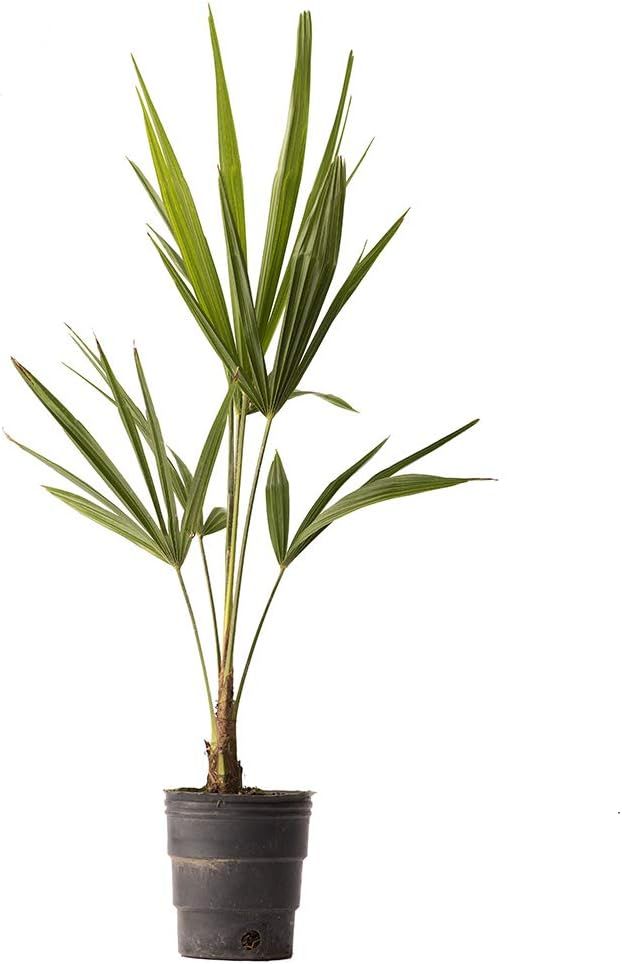 American Plant Exchange Live Windmill Palm Tree, Chusan Palm Tree, Plant Pot for Home and Garden ... | Amazon (US)