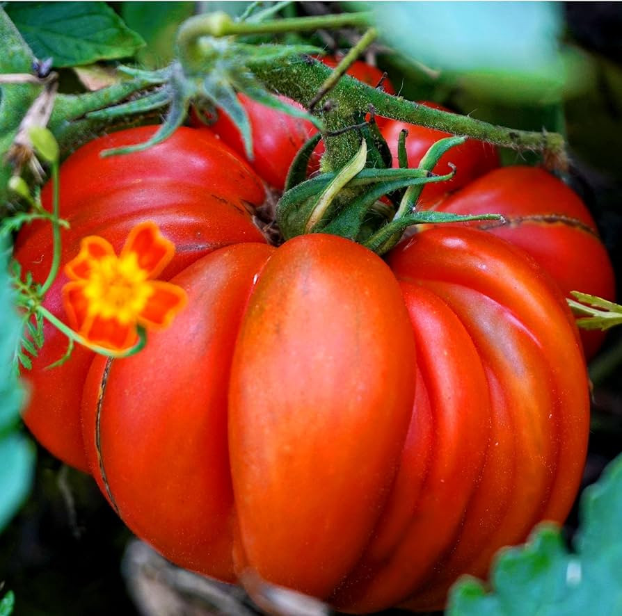 Tomato - Marmande - 80 Seeds + Plant tag + Freebie - Beefsteak Tomato - semi Bush | Amazon (UK)
