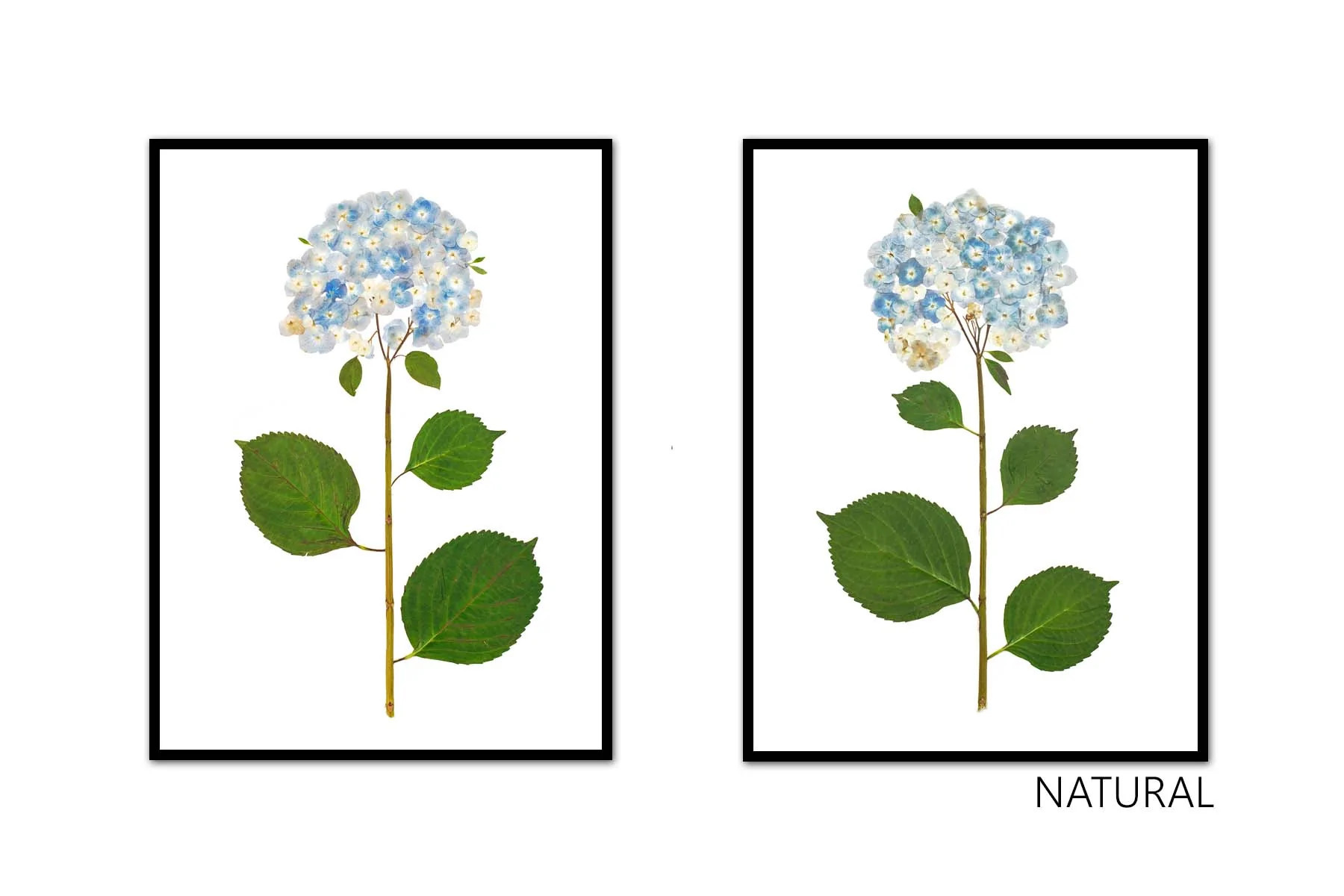 Live Hydrangea Pair | Urban Garden Prints