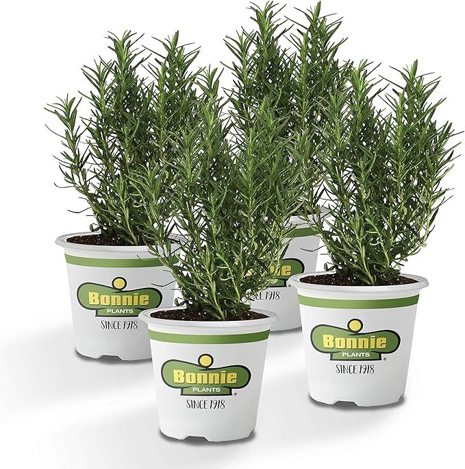 Bonnie Plants 4P5090 Rosemary Live Edible Aromatic Herb Plant-4 Pack, Perennial in Zones 8 to 10,... | Amazon (US)