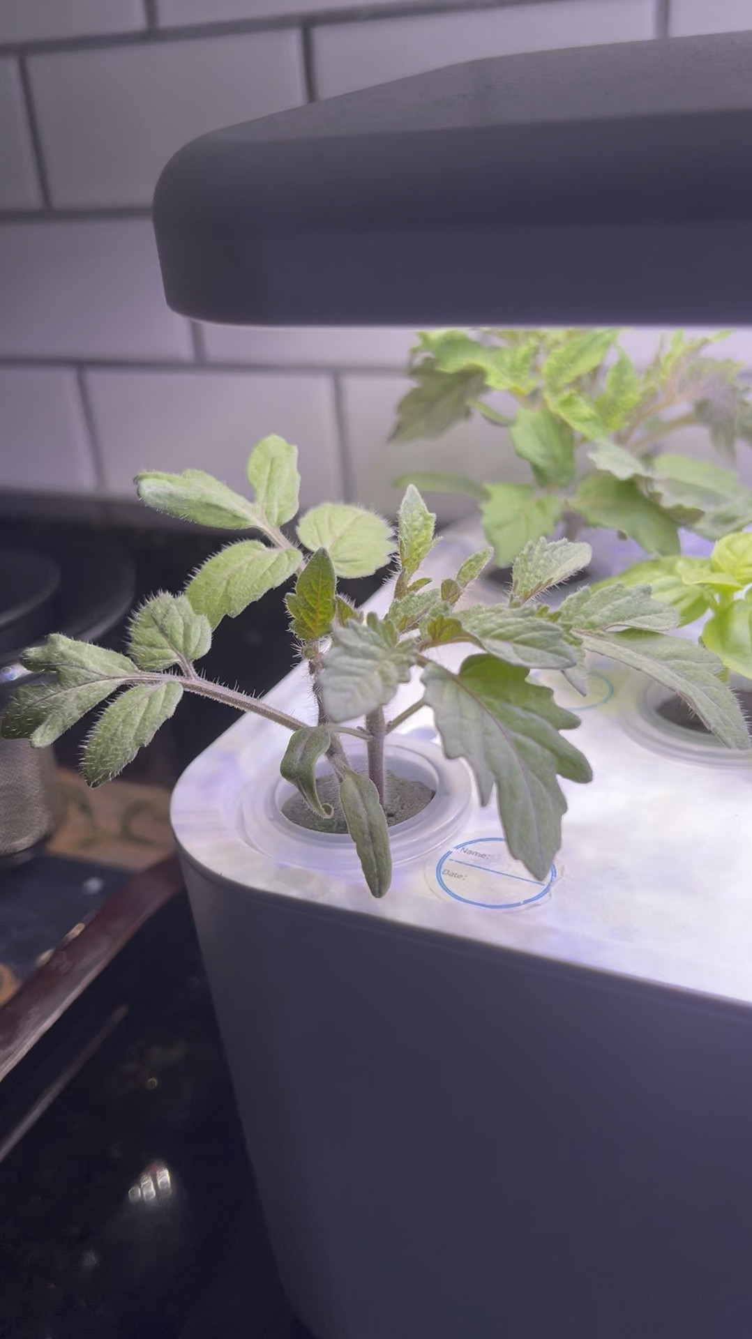 The gift of self sufficiency a hydroponic garden

#LTKFamily #LTKGiftGuide #LTKHoliday