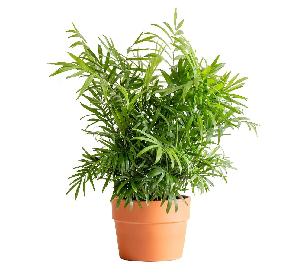 Live Parlor Palm Plant in Terra Cotta Pot - 6 | Pottery Barn (US)