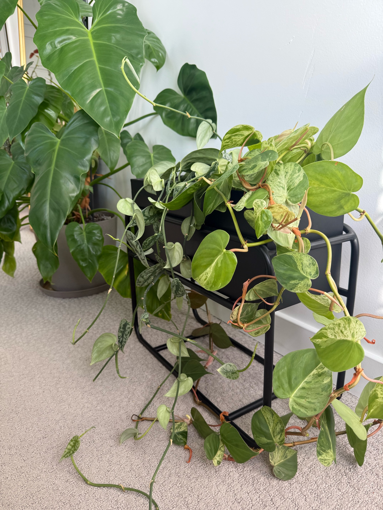 Metal plant stand 

#LTKHome #LTKU