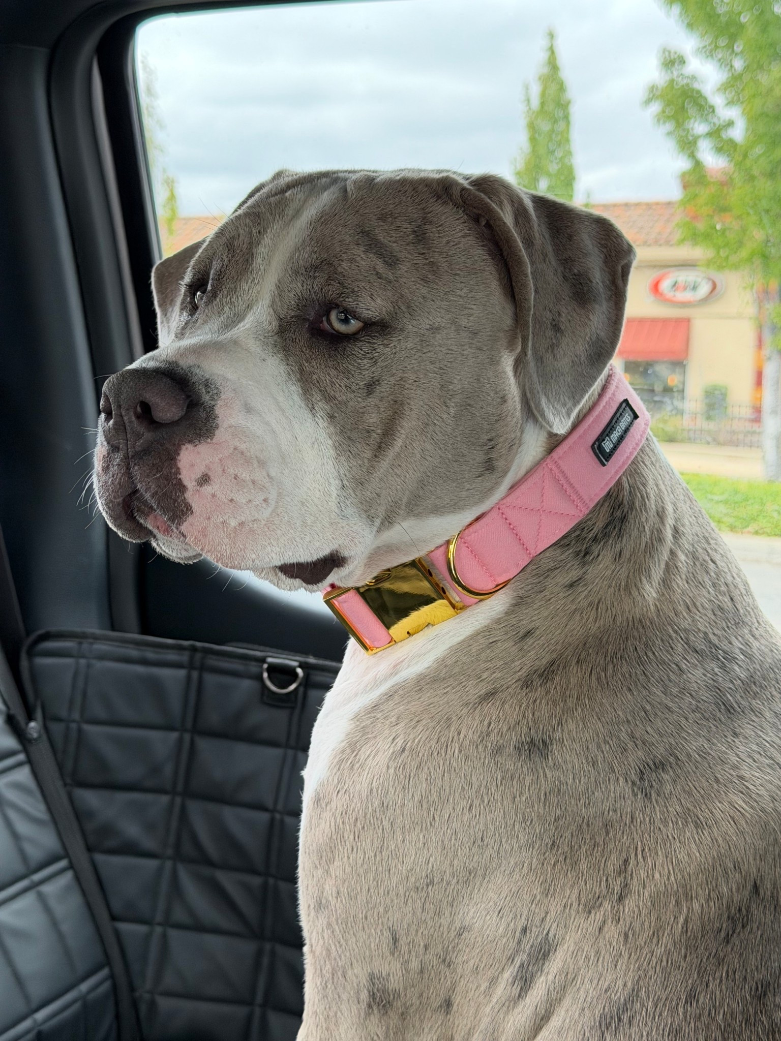 ✨ Add a touch of style and strength to your dog’s everyday look! This wide pink collar with gold hardware is both durable and chic — perfect for big dogs who deserve comfort and fashion. 🐾 Whether it’s car rides, walks, or lounging at home, this collar is made to stand out while keeping your pup secure.

Shop this exact look + more stylish finds for dogs and dog parents on my LTK! 💕

#LTKPets #LTKFamily #LTKFindsUnder50
