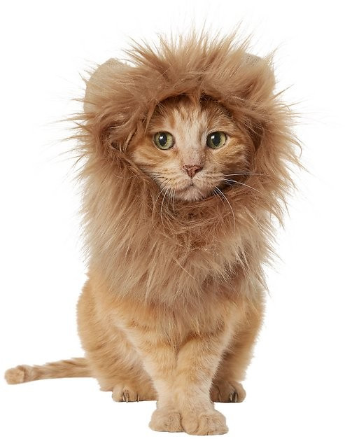 FRISCO Lion Mane Dog & Cat Costume, Small - Chewy.com | Chewy.com