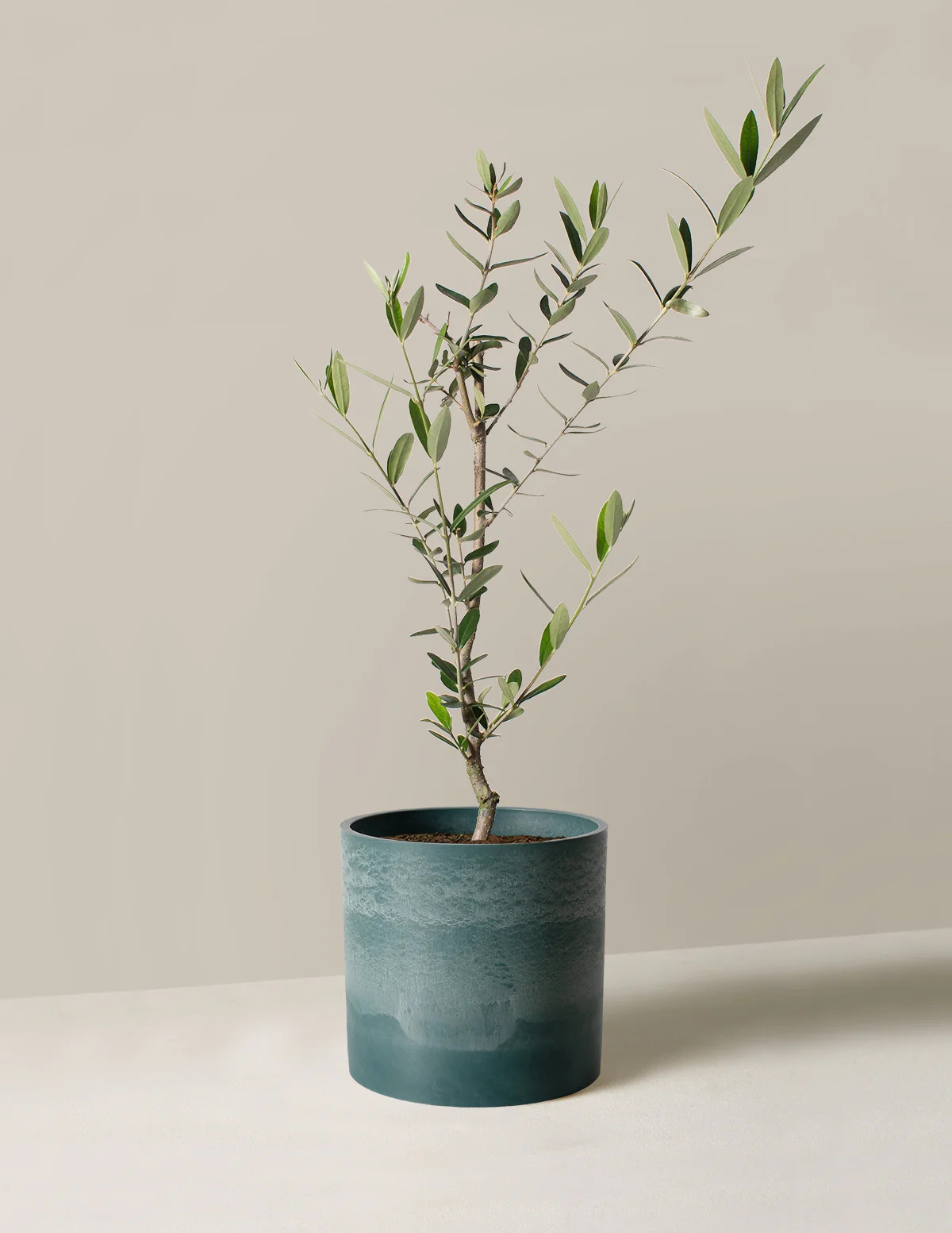 Olive Tree | The Sill