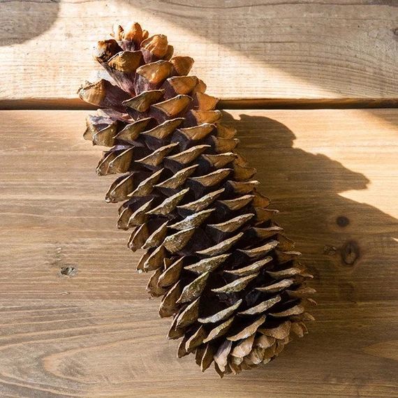5 Huge Sugar Pine Cones  12"-15" Selectively Wild Crafted From Private Enchanted Forests. | Etsy (US)
