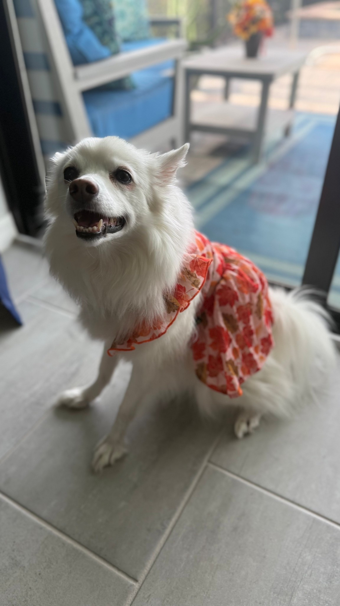 dog thanksgiving / fall dress 

#LTKCyberWeek #LTKHoliday #LTKFindsUnder50