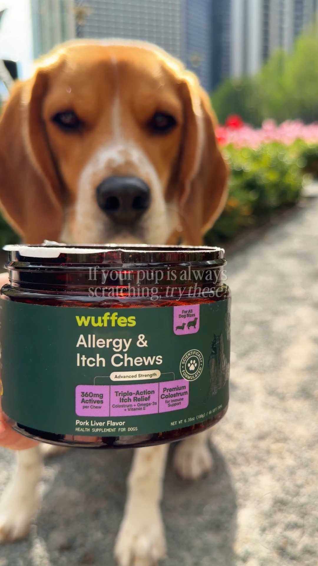 Soothe your dog's constant paw licking, seasonal scratching, and dry, irritated skin with a delicious daily soft chew designed to support immune health! 🐶✨ Packed with omega fatty acids, colostrum, and skin-nourishing antioxidants, Wuffes Allergy & Itch Soft Chews target seasonal histamine responses from the inside out. Ideal to get for seasonal allergies, grass sensitivities, sensitive skin, and paw licking habits. 🐾 #LTKpets #LTKunder50 #Wuffes #DogAllergies #DogMomLife #PetCare #GiftsForDogLovers  

#LTKHome