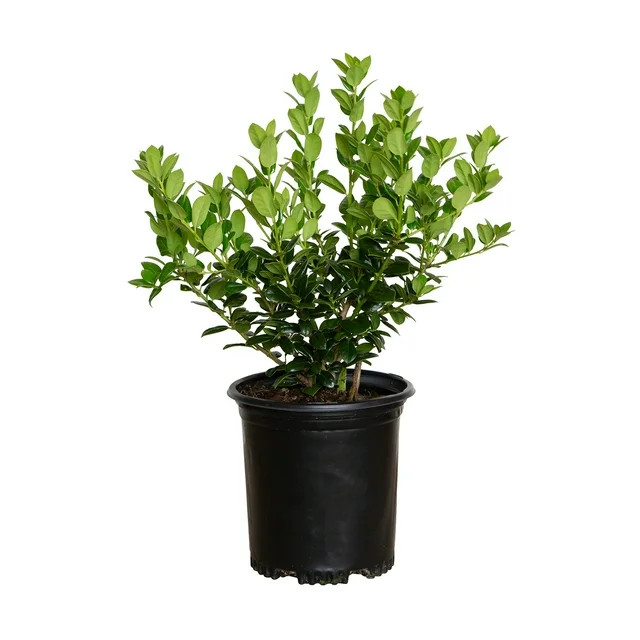 Dwarf Burford Holly (2.5 Quart) Compact Evergreen Shrub with Glossy Green Foliage - Full Sun Plan... | Walmart (US)
