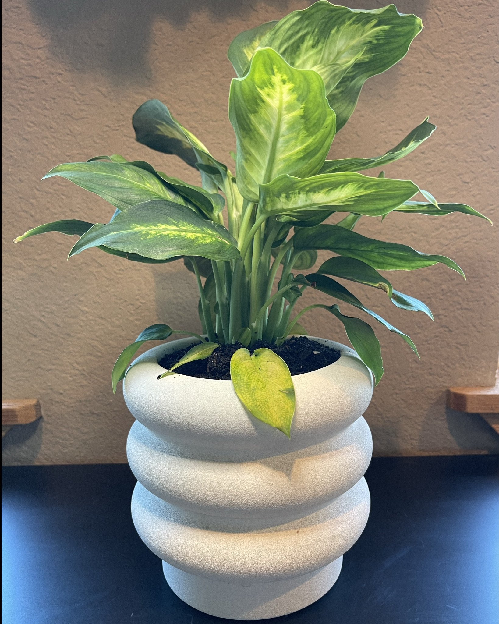 Mother’s Day Gift or spring decor 

#LTKSeasonal #LTKGiftGuide #LTKFamily