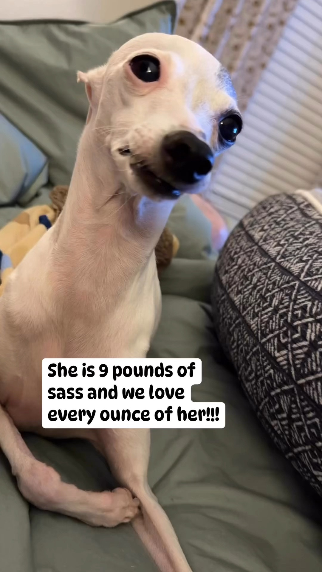 Charlie is the sassiest little girl you could ever meet, but that doesn’t stop her from being the sweetest !

#LTKFamily #LTKWatchNow #LTKPets