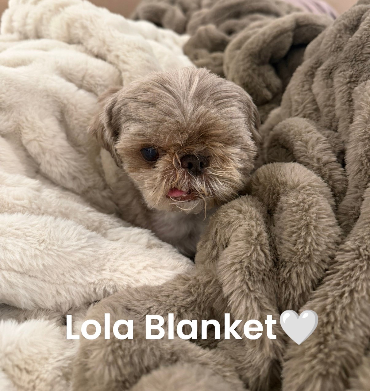 50% OFF 🤍 This Lola blanket is one of those cozy home finds you’ll want everywhere—on the couch, at the end of the bed, or wrapped up with a good book. Such a good deal right now! 🛍️✨ #LTKFinds #HomeFinds #CozyHome #SaleAlert