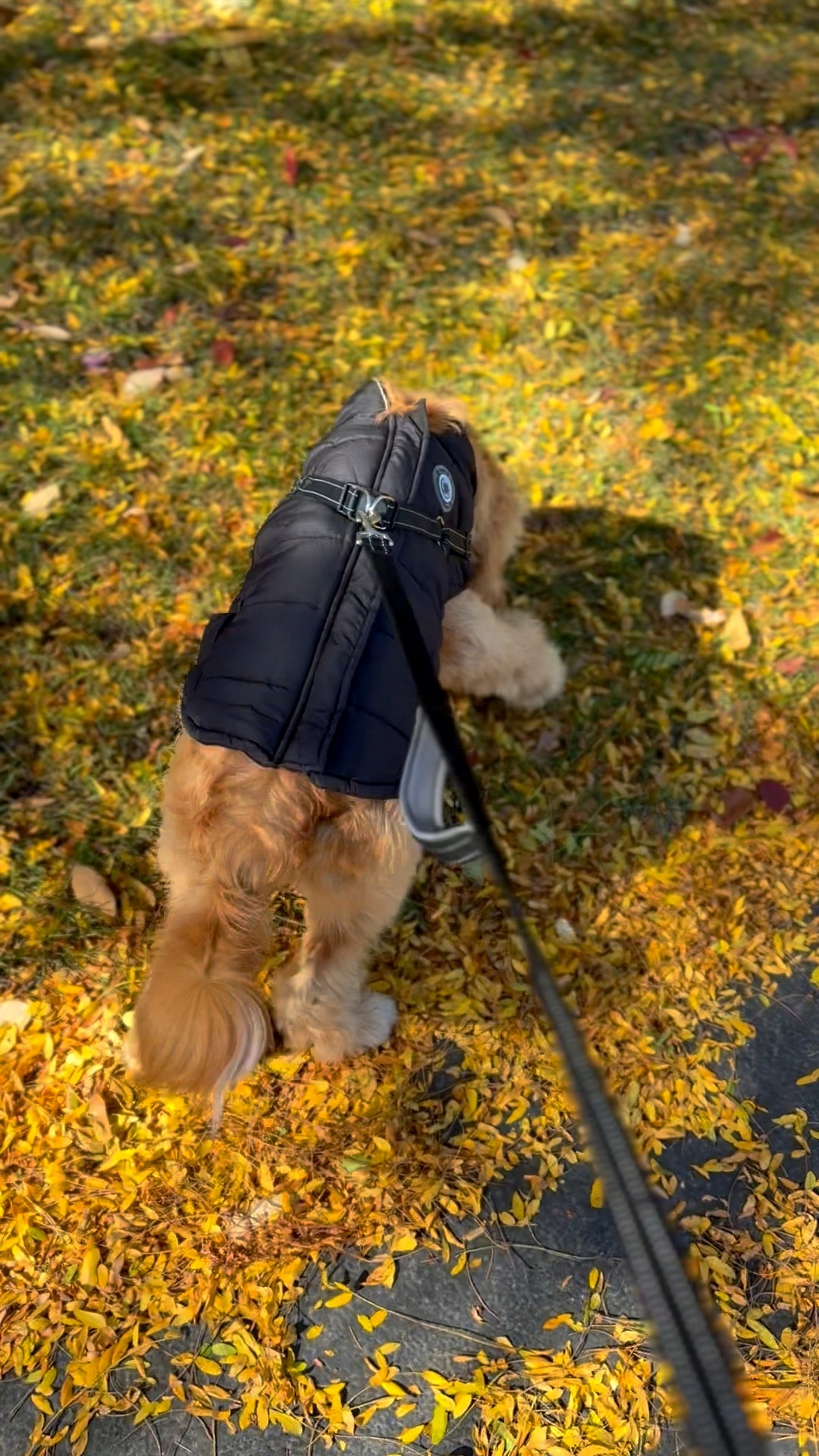 Love this coat with a built in harness that I found at HomeGoods! It’s super handy to have the harness built in! Linked a few similar that are in sale, if you can’t find them at your local HG!

#LTKPets #LTKFindsUnder50 #LTKSeasonal