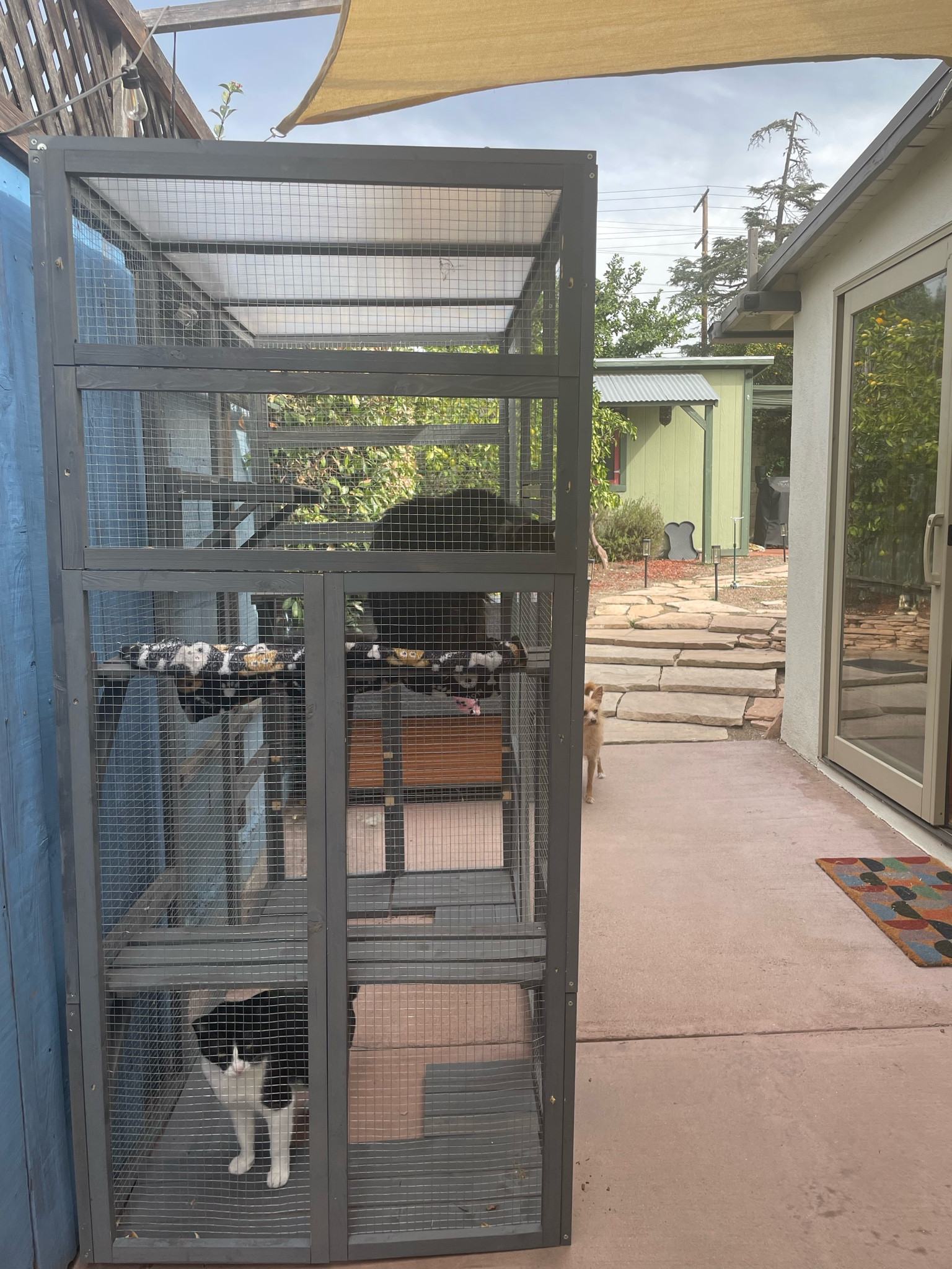 Different types of catio!

#LTKHome #LTKFamily #LTKSeasonal