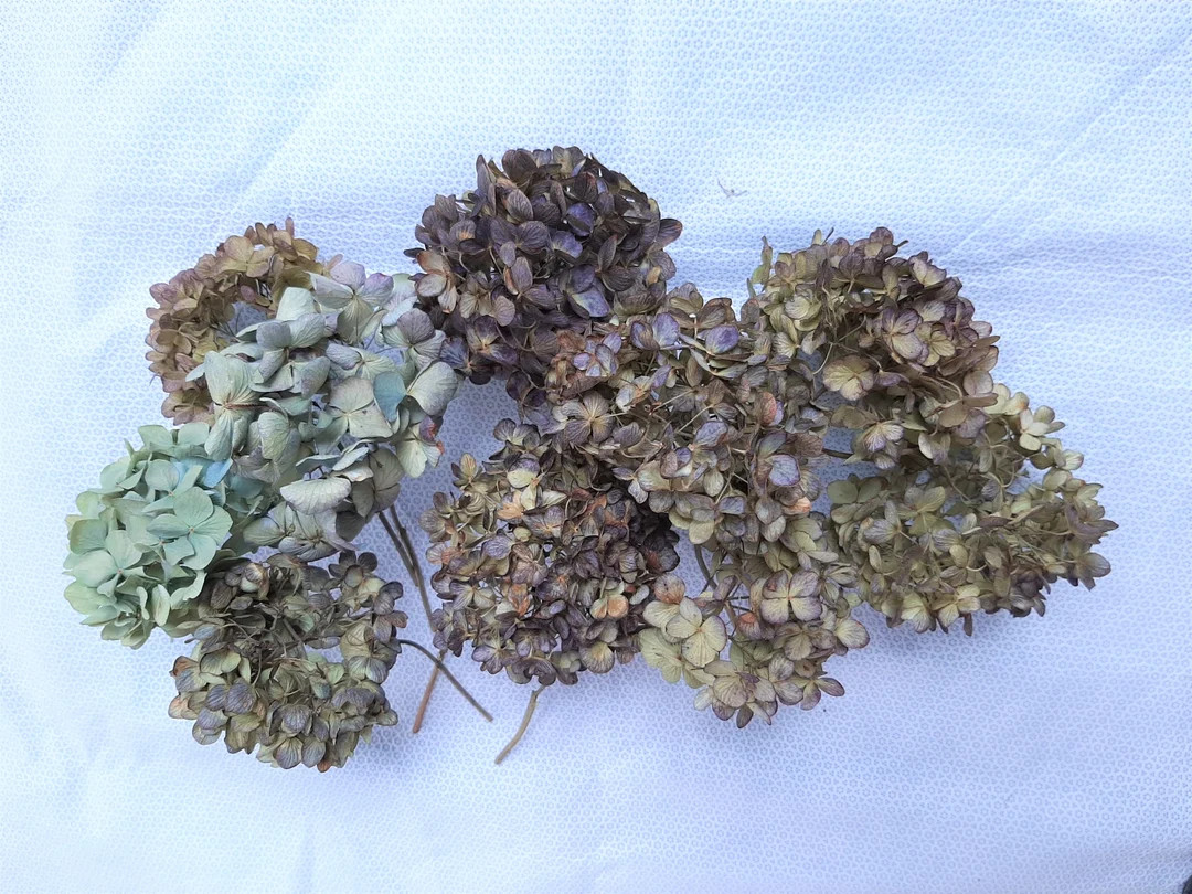 10 Air Dried Mophead Hydrangea Flower Stems - Etsy | Etsy (US)