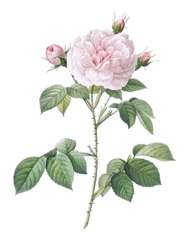 Read the full title
    Blush Pink Rose Printable, P.J. Redoute Vintage Flower Illustration, Bota... | Etsy (US)