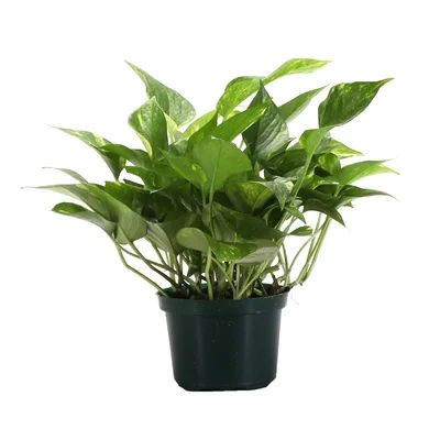 Live Pothos Plant Thorsen's Greenhouse Size: 11" H x 4.5" W x 4.5" D | Wayfair North America