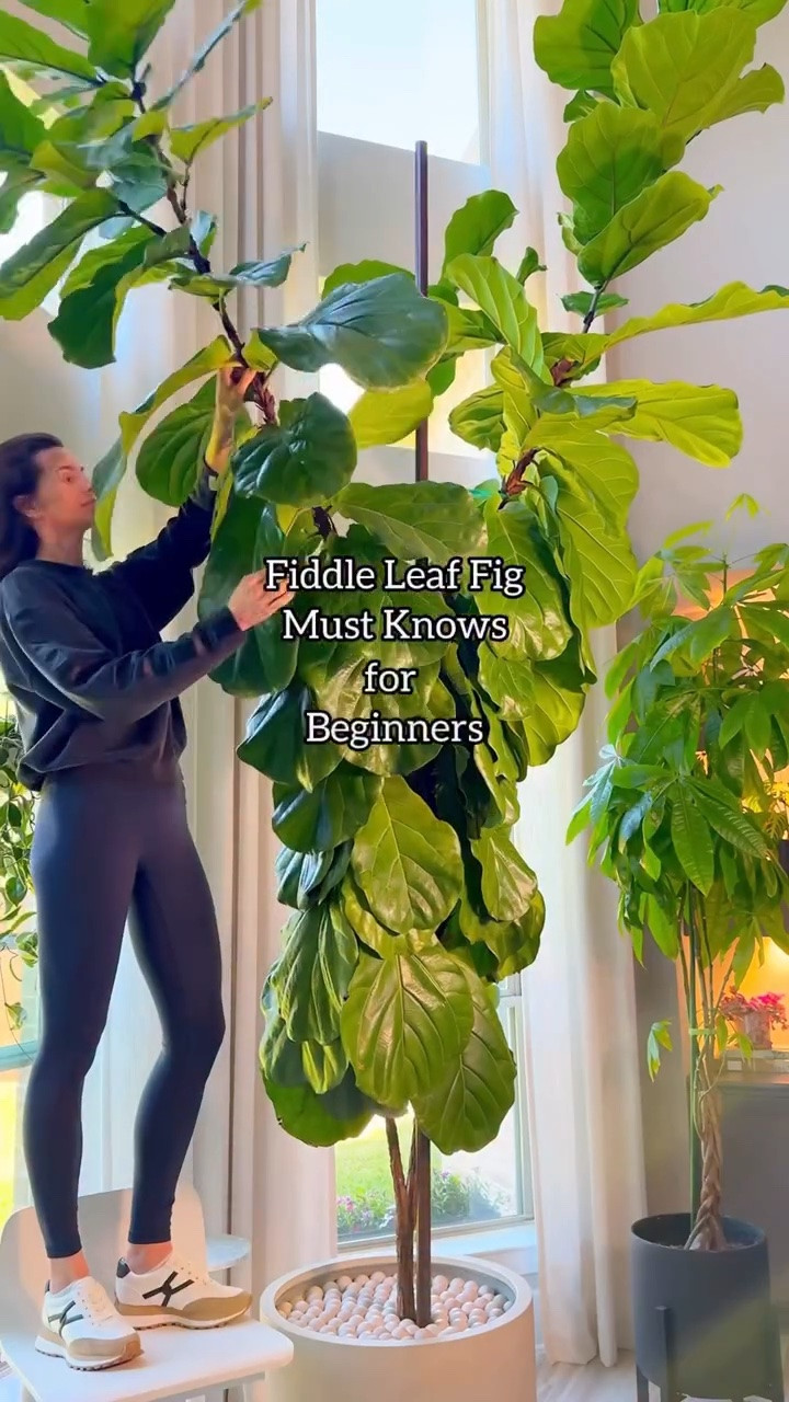 Comment “TIPS” below and I’ll send you my go-to fiddle leaf fig products! 🌿 Use code BUY1GET10 to save 10% on one item from the Houseplant Resource Center Amazon store.

If your fiddle leaf fig looks thin or isn’t growing much, a few simple changes can make a big difference.

🌞 Give it plenty of light. The brighter the indirect light, the bigger and healthier the leaves will be. Keep it as close to a bright window as possible.
✂️ Prune it regularly. Trimming encourages new branches, giving your plant that full, lush look.
🌱 Feed it consistently. Don’t wait for a specific season. A light, consistent fertilizer routine helps support steady, healthy growth year-round.

#FiddleLeafFig #HouseplantCare #PlantTips #IndoorPlants #PlantParent