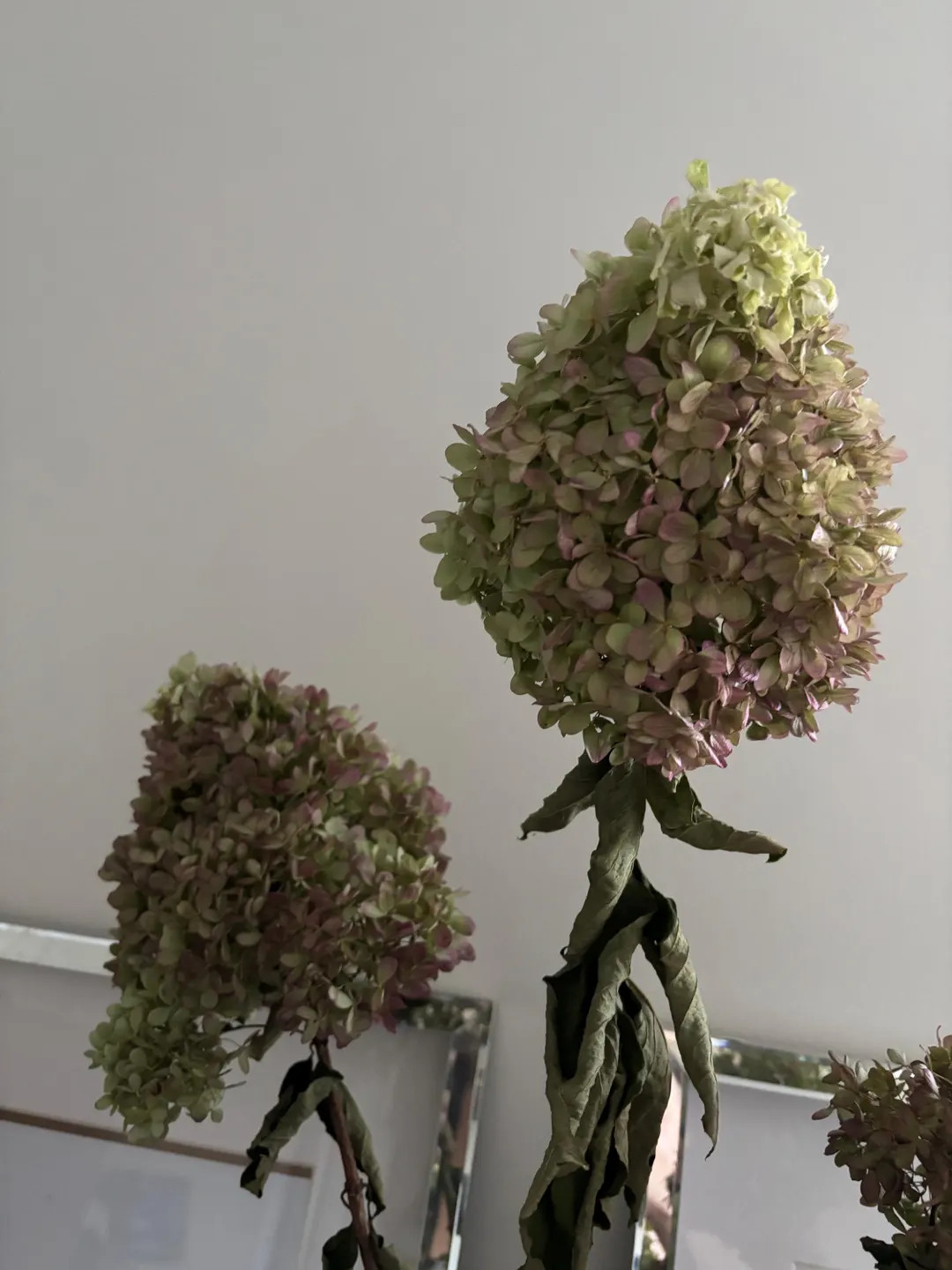 Dried Hydrangeas - Etsy | Etsy (US)