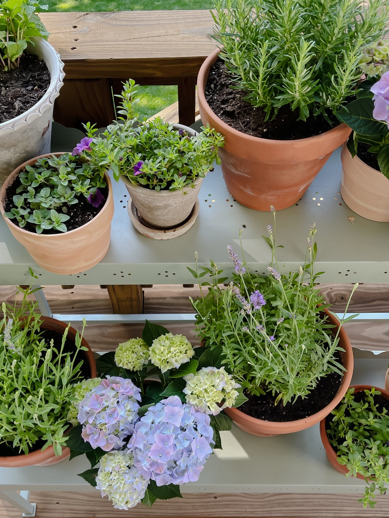 Favorite terracotta pots for gardening!

Outdoor entertaining, garden, patio, porch, deck, traditional home, hydrangea, herb garden 



#LTKFindsUnder50 #LTKSeasonal #LTKHome