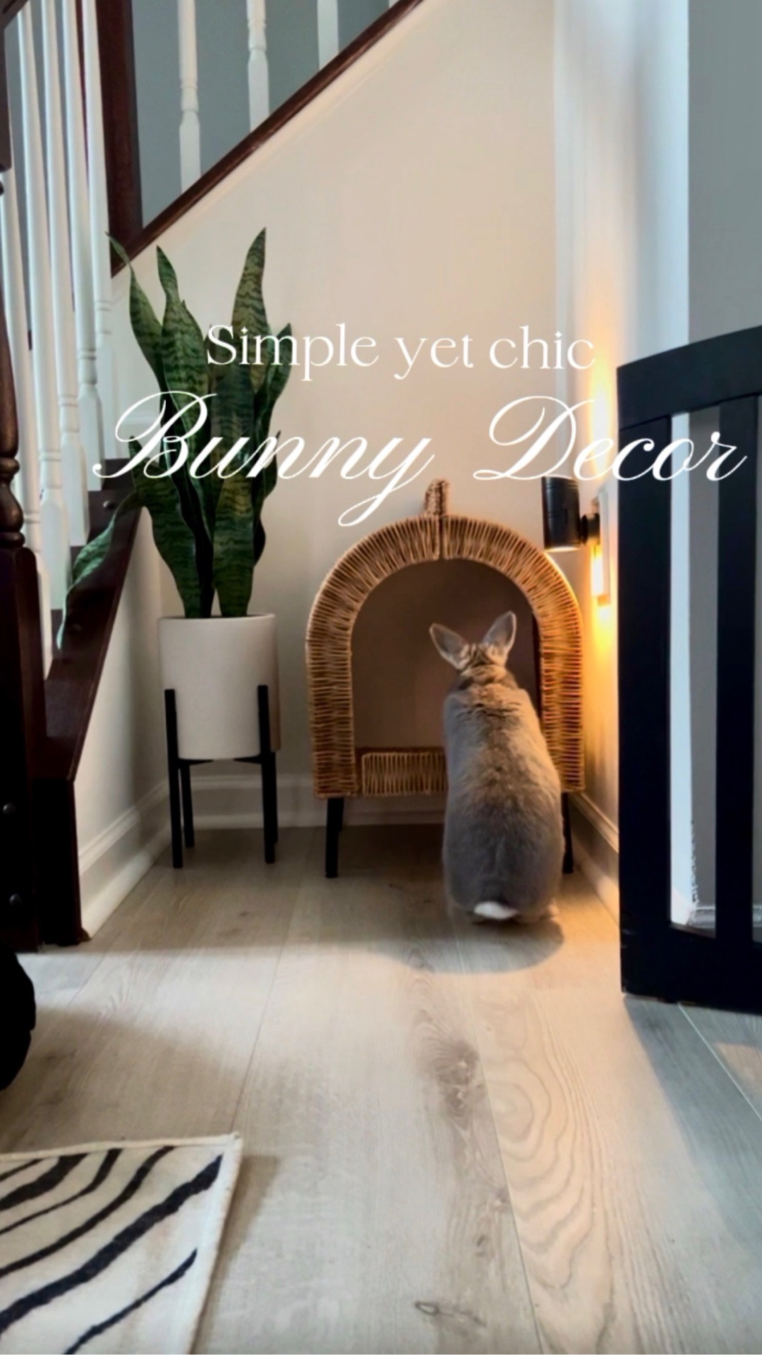 Bunny and Chic Pet Decor #ltkpet #pet #petaesthetic #homedecor #interiordesign

#LTKHome #LTKmomlife #LTKdayinmylife