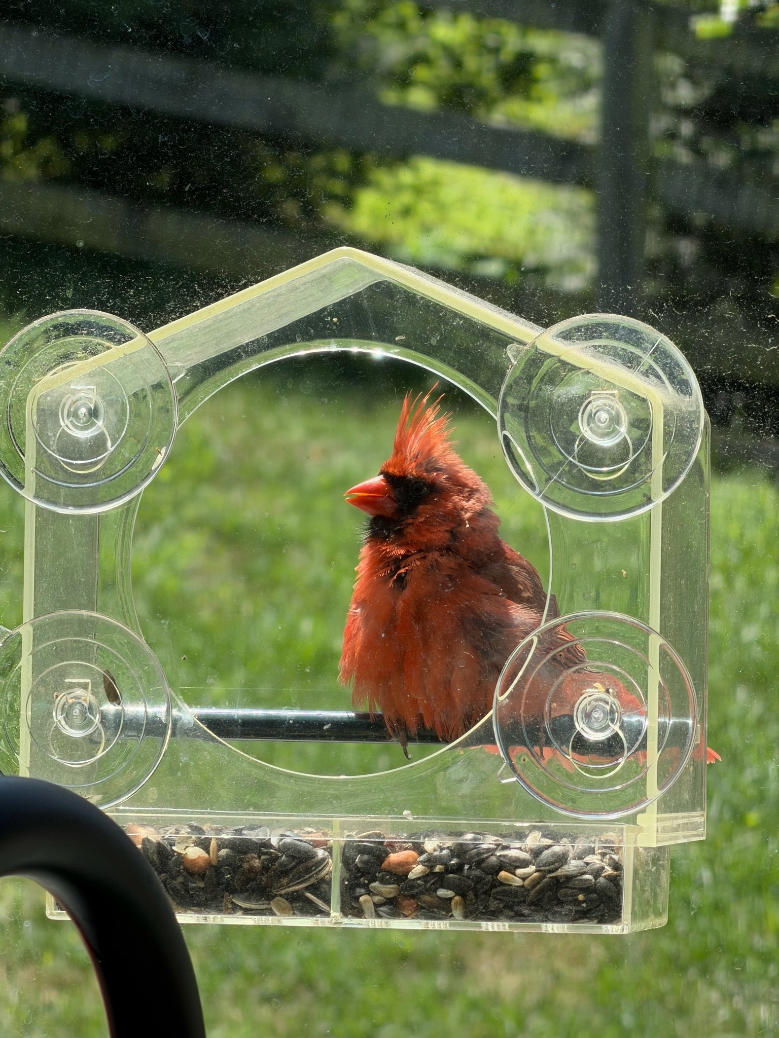 Window bird feeder

#LTKmomlife #LTKHome
