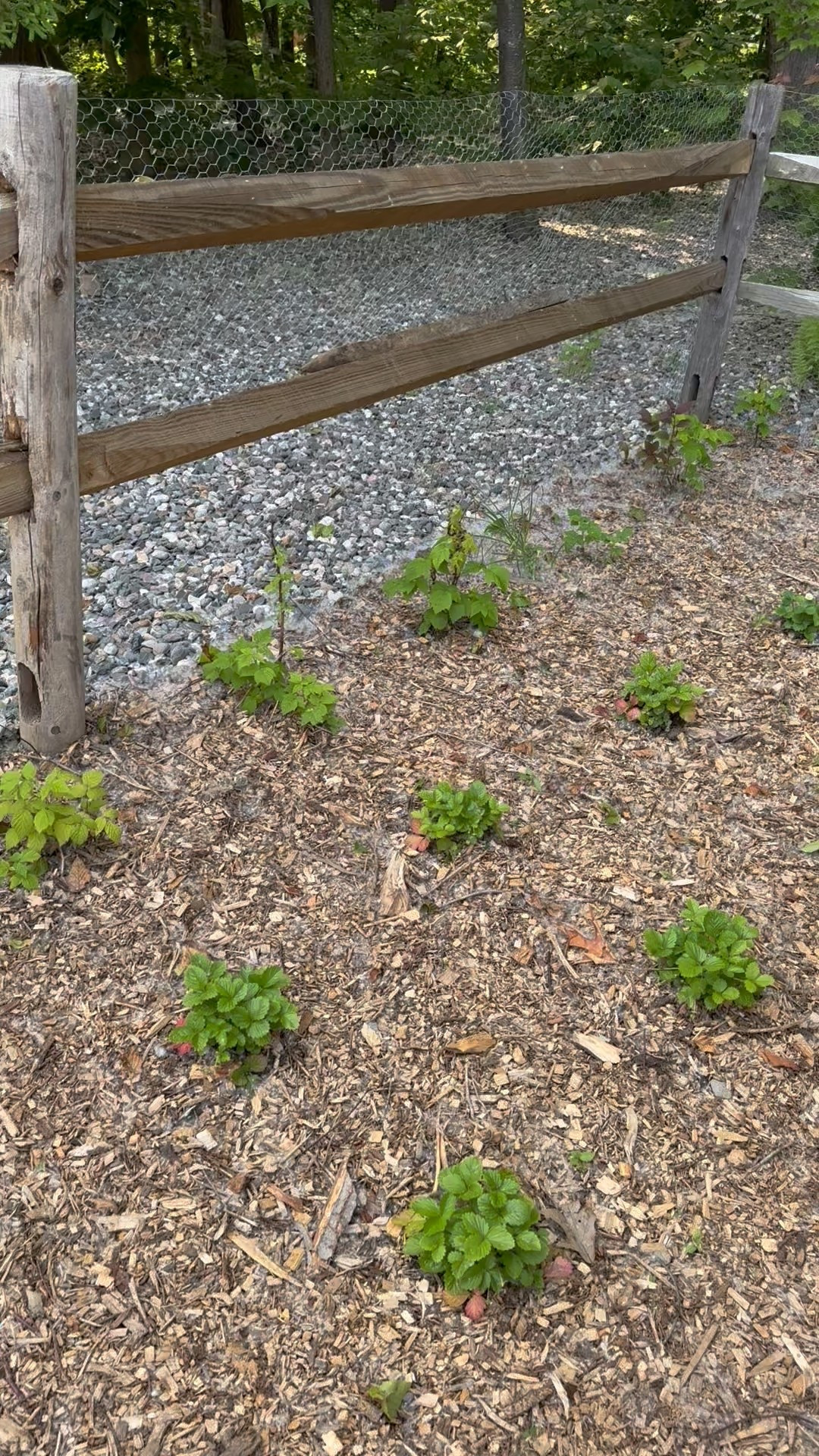 It’s Greenhouse Season🙌🏻 Give em all the greens 🥬😅😝

#LTKHome #LTKSeasonal