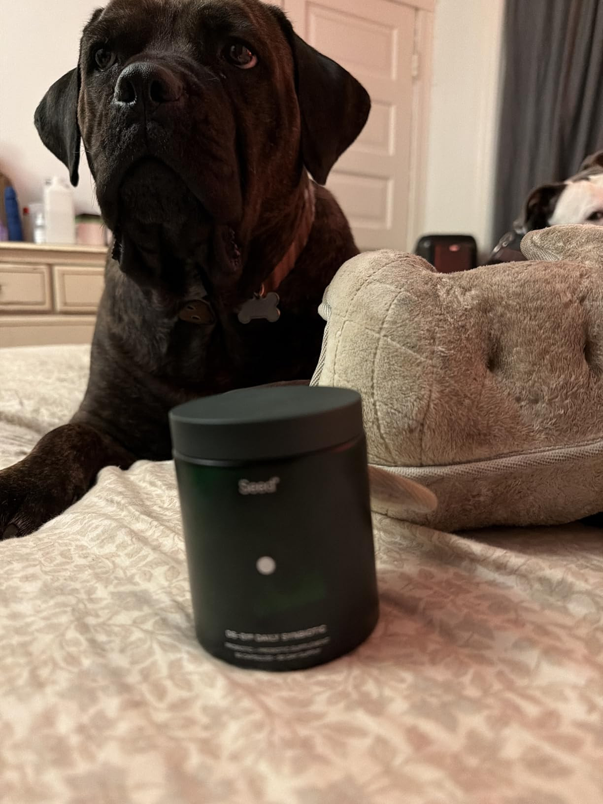 Seed DS-01 Daily Synbiotic - Prebiotic and Probiotic for Women & Men - Digestive Health, Gut Heal... | Amazon (US)