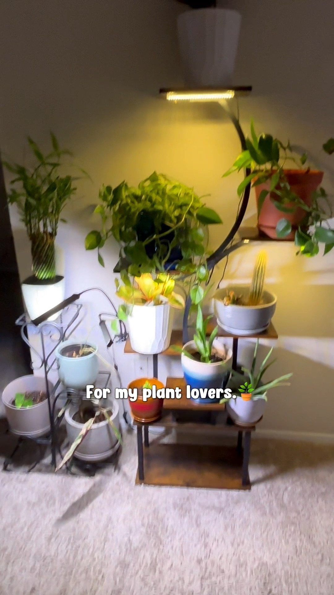 How aesthetically pleasing is this plant stand 😌🪴#plants #plantstand 

#LTKSeasonal