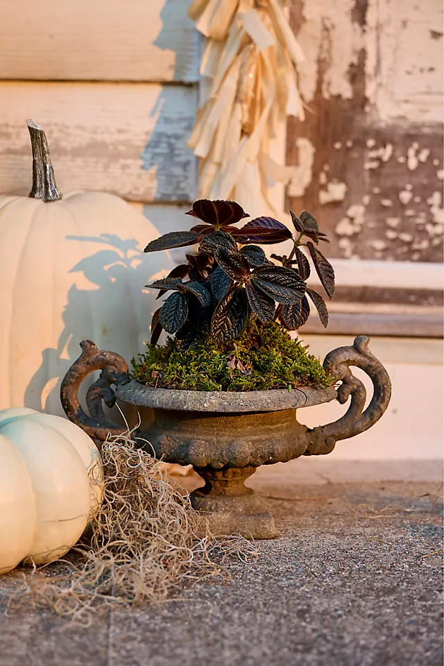 Cast Iron Handled Urn in Green, Size: 16" at Terrain | Terrain