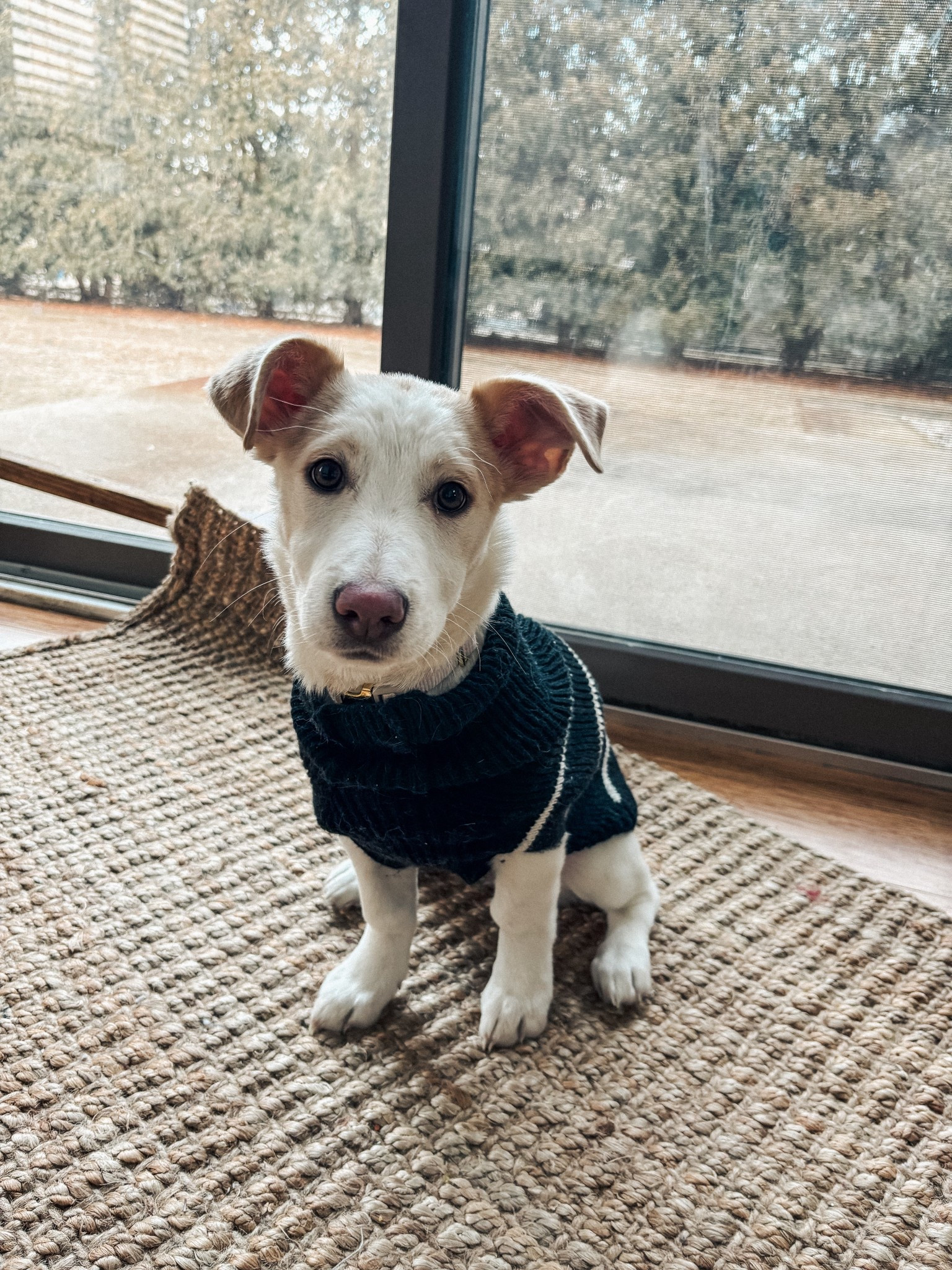 🐶❄️

#LTKValentine #LTKHome #LTKdayinmylife