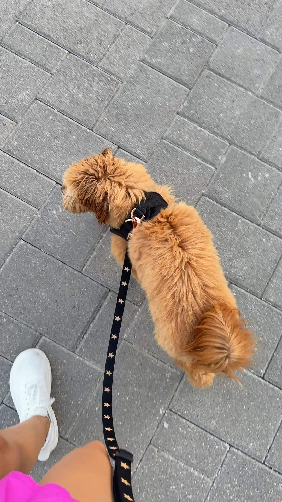 Our favorite harnesses for remy & my go to hand free leash I use every single day!

#LTKmorningroutine #LTKfitnessgoals