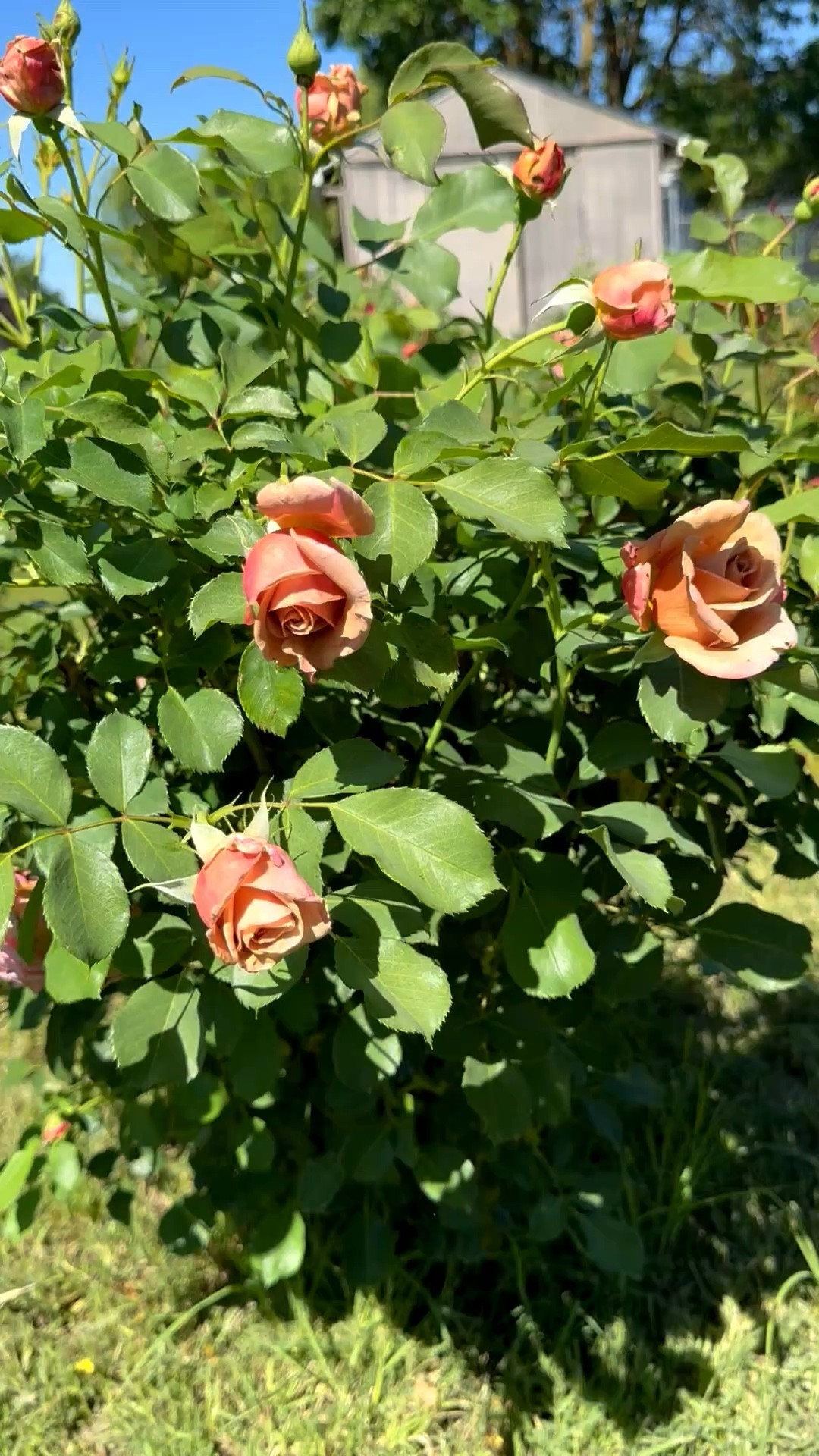 Koko Loko is one of my favorite rose bushes! It starts out tan and then transforms into a beautiful mauve shade! It is very prolific and blooms all spring, summer and into fall in zone 9b! It looks beautiful in a vase and lasts a long time when cut as well!! You will be cutting bouquets and creating floral arrangements // centerpieces all season long! It’ll make a great Easter present, Mother’s Day gift, Father’s Day present, birthday gift, wedding present, housewarming gift and more! 

I’m sharing my favorites Koko Koko rose plant, soil, and drippers (drip system)! ❤️

#LTKHome #LTKSeasonal #LTKdayinmylife
