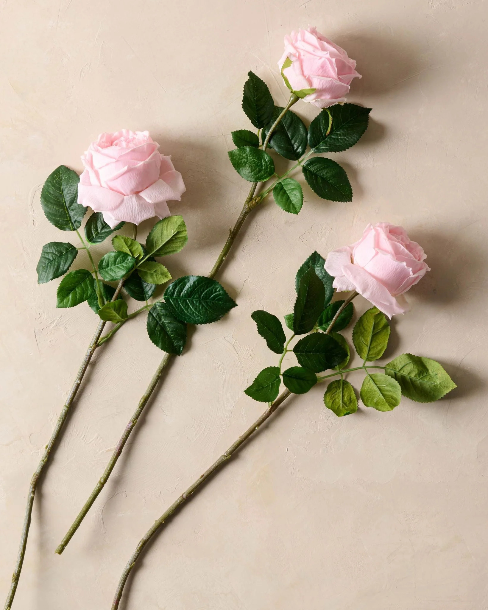 Austin Rose Stem | Magnolia | Magnolia