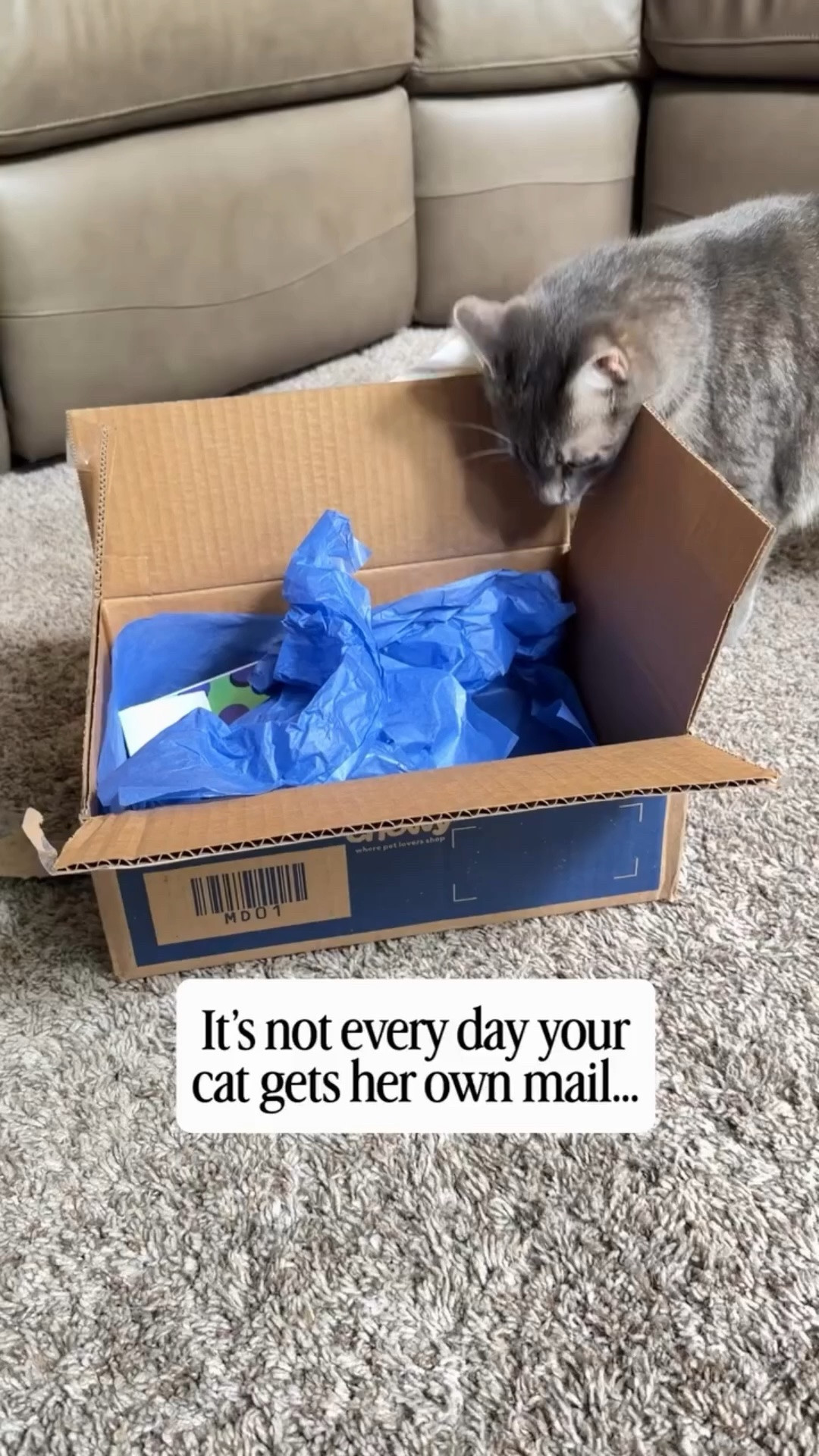 Small break from your regular programming of road trips and beautiful places….but our cat got a package with her name on it! 😻

Ahshi is officially an influencer! We have a little Chewy storefront now! 🐾  Chaco has his favorites in there too. You can check out the link in our Instagram profile. Just figured I’d share in case you’re a fellow Chewy shopper! 

#chewy #sponsored #cats_of_instagram #catinfluencer #weloveourpets

#LTKmomlife