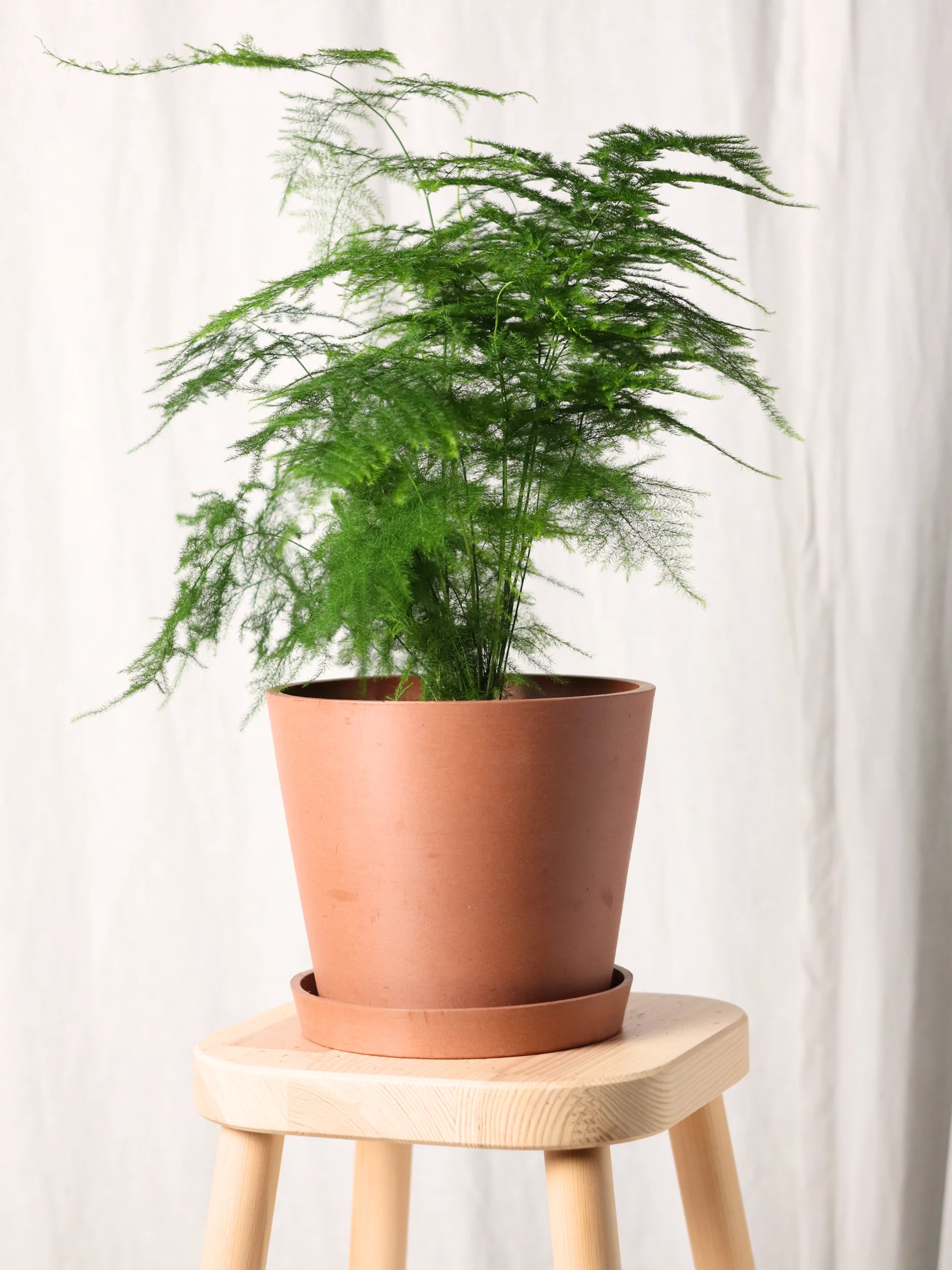 Asparagus Fern | Bloomscape