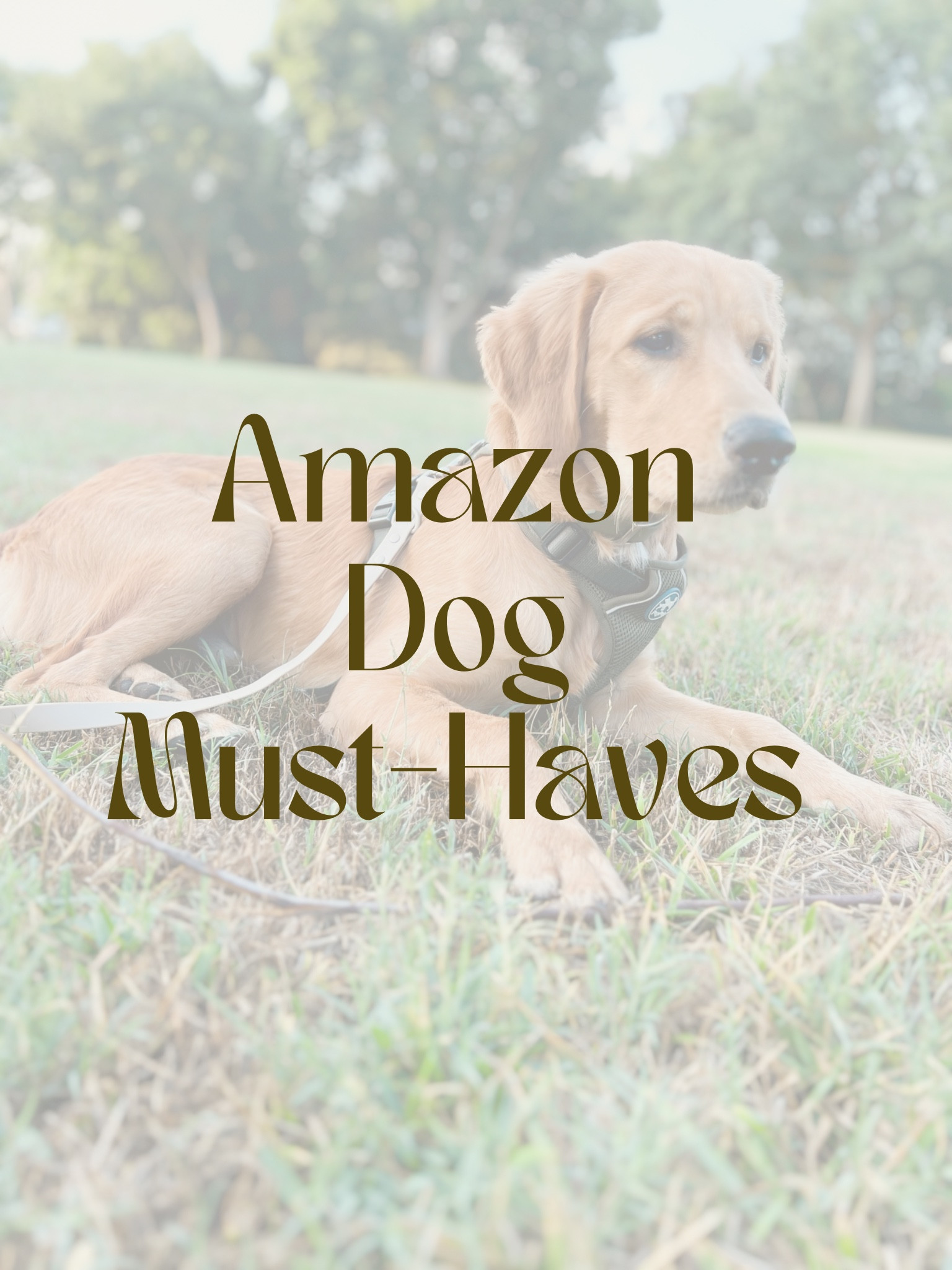 My favorite dog products from Amazon🐶