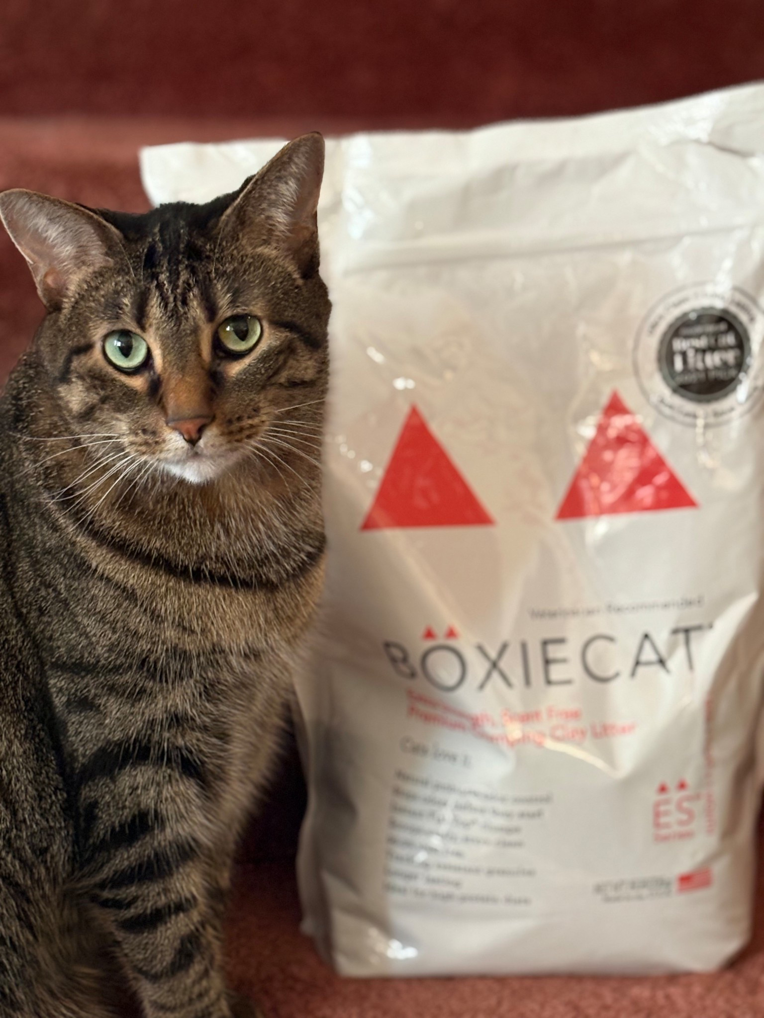 Dagny’s all about that cat self-care life 🐾✨ She’s loving her new Boxiecat litter — fresh, clean, and queen-approved 👑🐱

#LTKPets