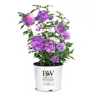 PROVEN WINNERS 2 Gal. Dark Lavender Chiffon Rose of Sharon (Hibiscus) Plant with Lavender Flowers... | The Home Depot