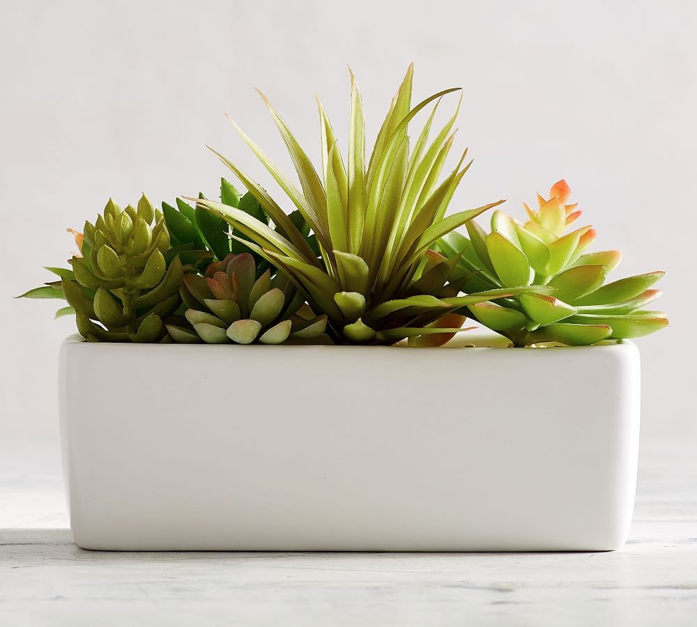 Faux Potted Succulent Arrangement - White | Pottery Barn (US)