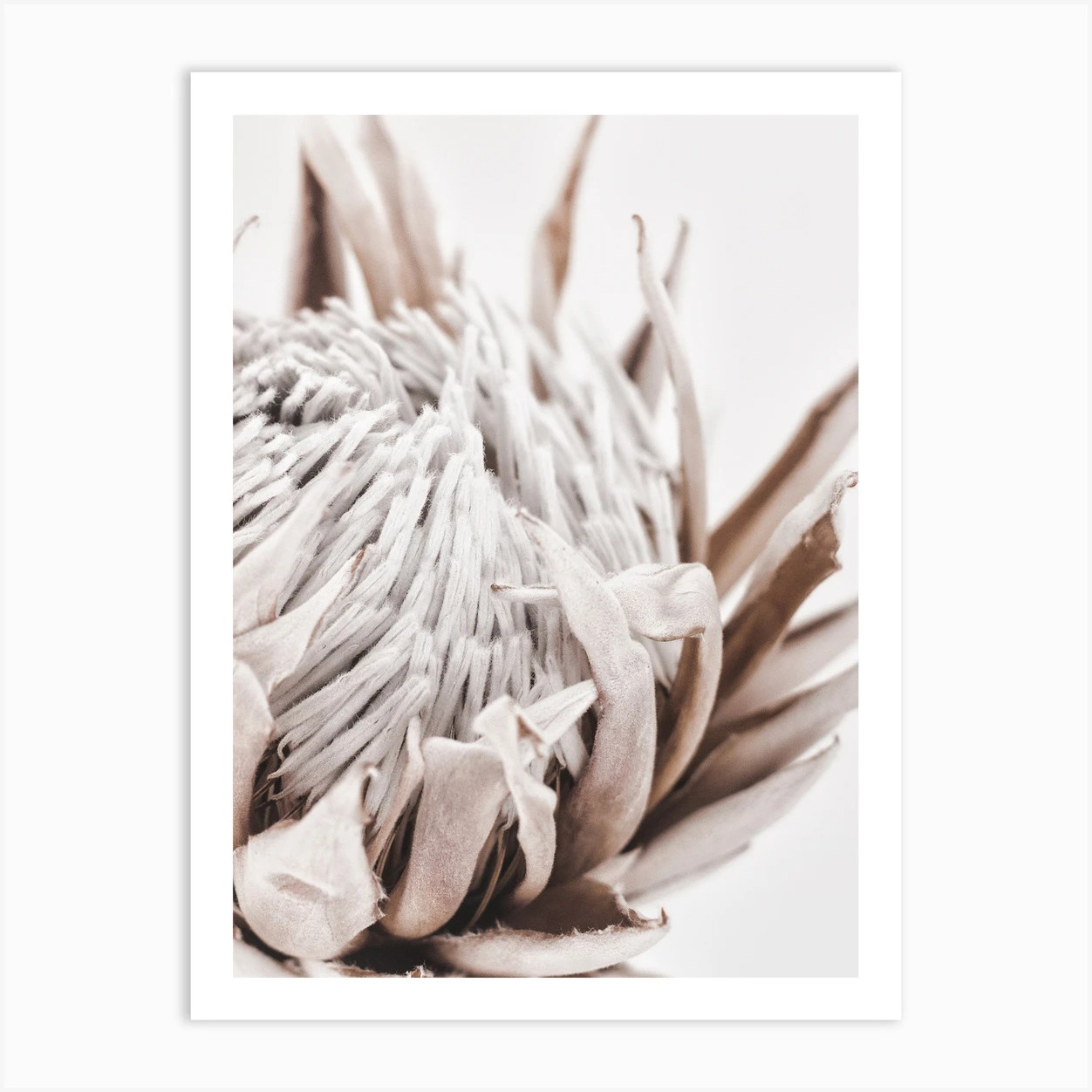Autumn Protea 1 Art Print | Fy! (UK)