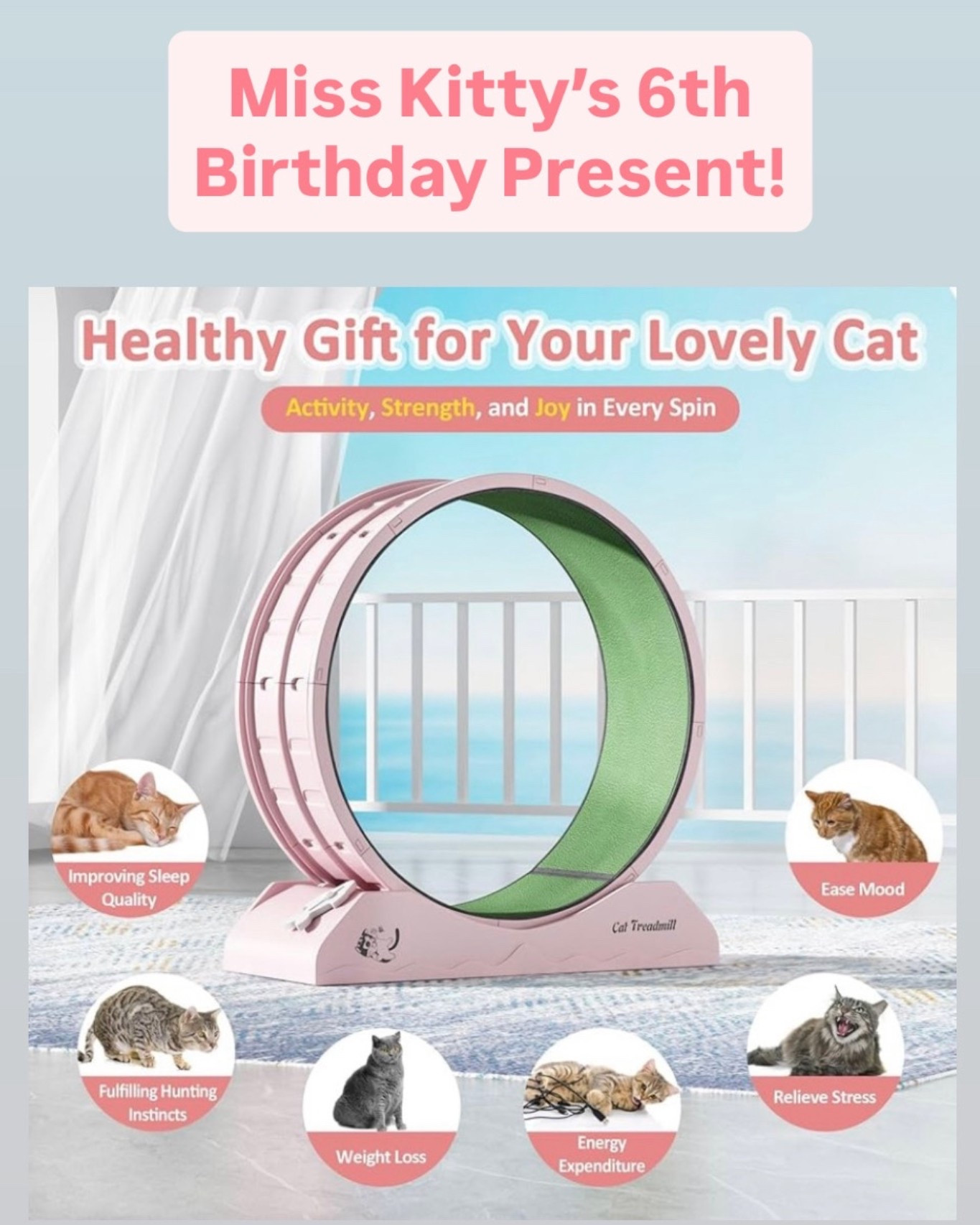 Miss Kitty is getting older and I want to keep her healthy, so a feline treadmill it is!
🤍

#LTKSaleAlert #LTKFindsUnder100 #LTKFamily