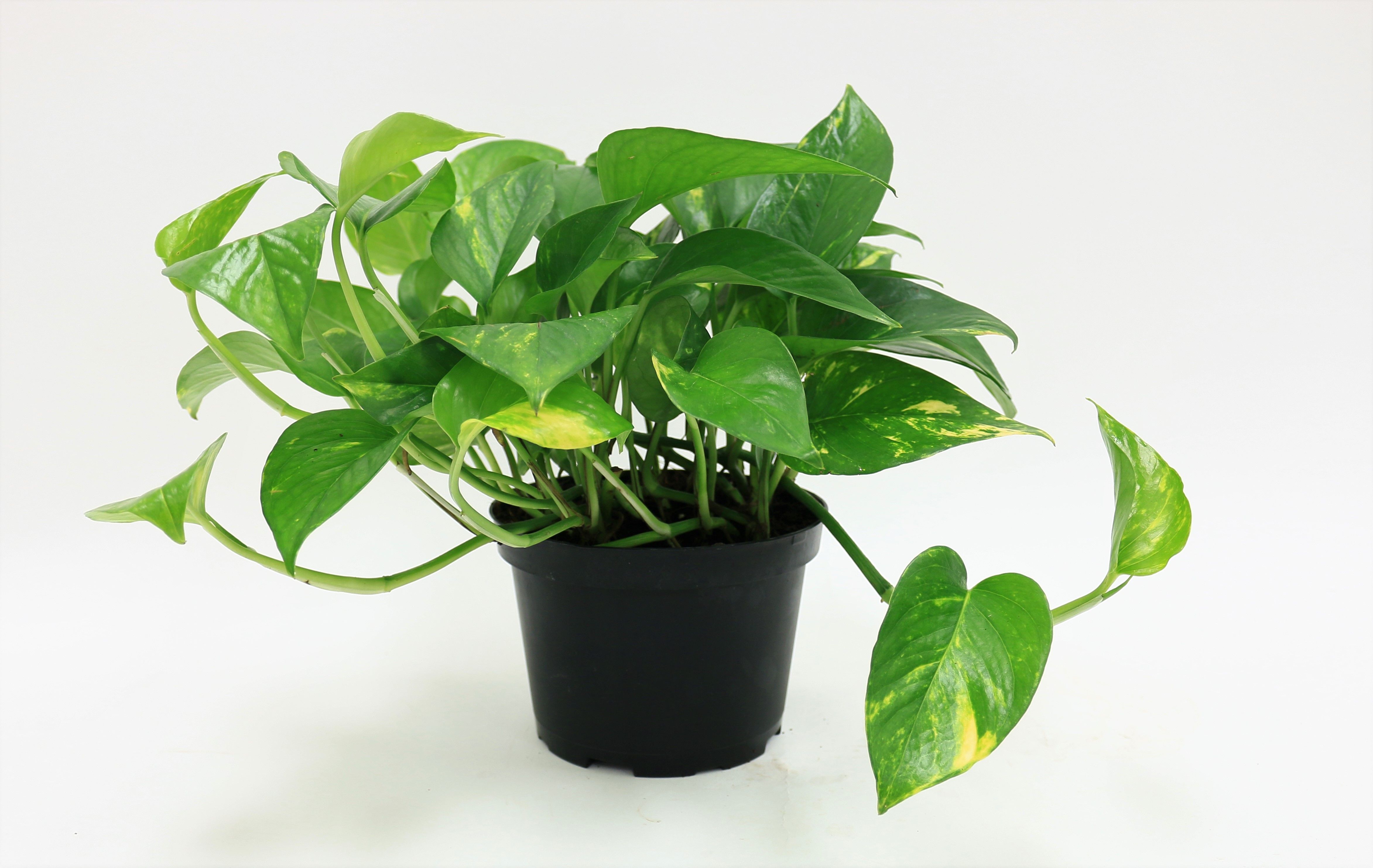 Delray Plants Pothos (Epipremnum aureum) Easy To Grow Live House Plant, 6-inch Grower Pot | Walmart (US)