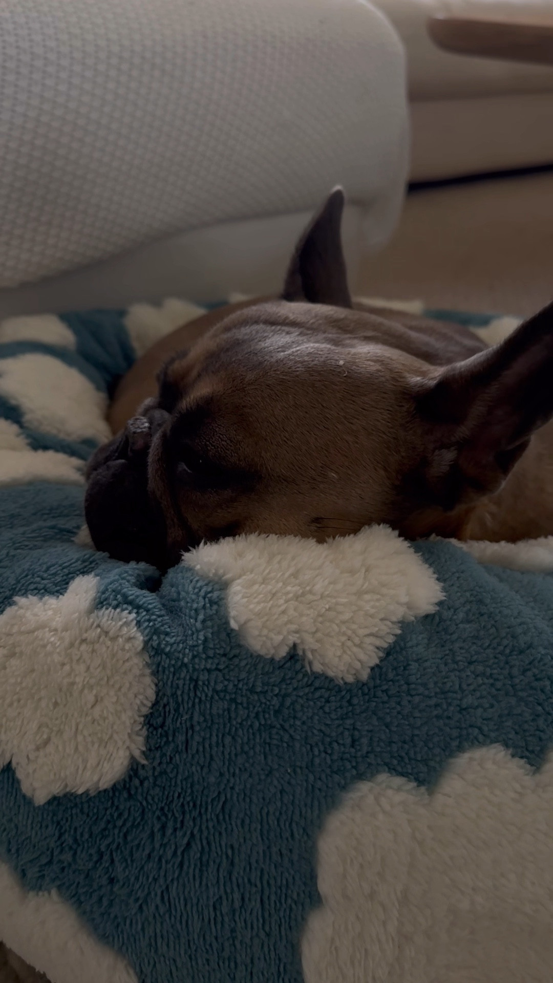 Not only does she love it but I love it because it’s honestly so easy to wash. 🥰🥰 #frenchie #furmom #petcare 

#LTKhome #LTKfindsunder50 #LTKfamily