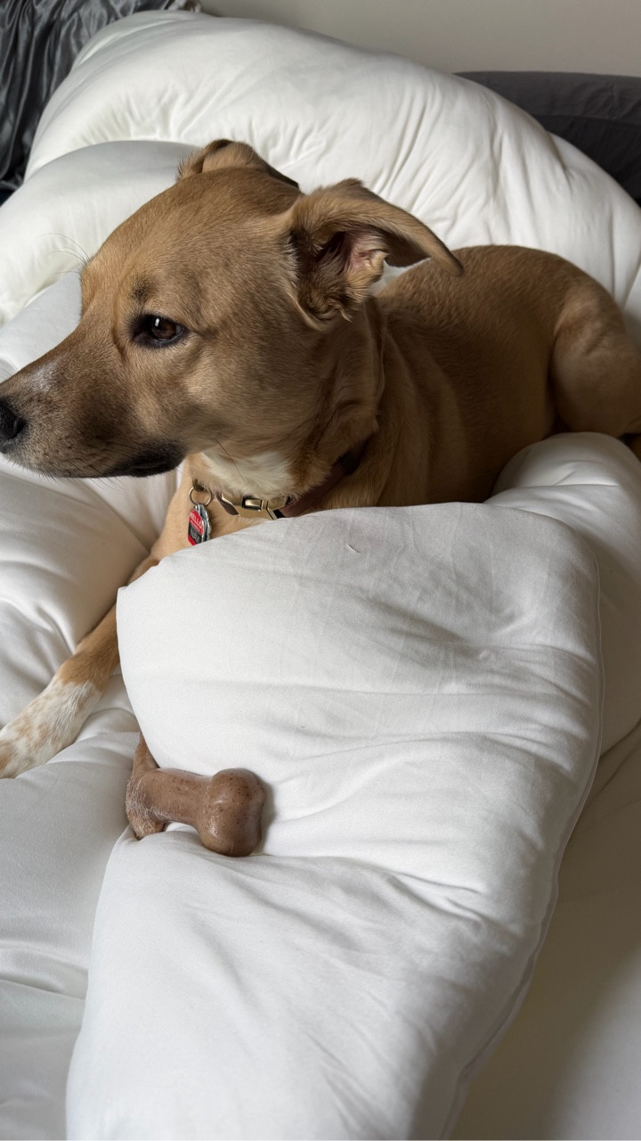 I kept seeing this “marshmallow comforter” everywhere so I finally tried it…

and now I understand the hype.

It’s insanely soft and the fact that you can just throw the whole thing in the wash makes life way easier.

Safe to say it passed the Navi test too 🐕

cozy bedroom | marshmallow comforter | cozy bedding | bedroom refresh | comfortable bedding

#cozybedroom #mellowcloudcomforter #mellowcomforter #bedroomrefresh #mellowsleep