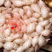 White Ebenezer Onion Bulbs 50-60 Naturally Grown Non-Gmo Sets - Grow All Year Inside Or Out | Etsy (US)