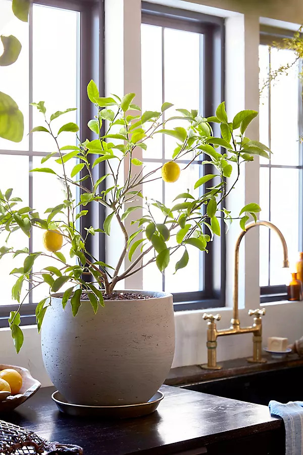 Meyer Lemon Tree | Terrain
